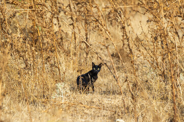 A black cat stares intently from a field of dry vegetation, its dark fur striking against the...
