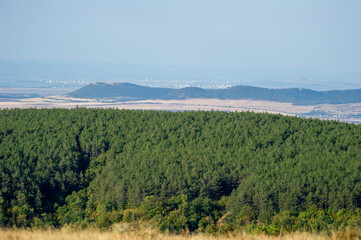 A lush forest stretches toward distant hills and a city skyline, blending nature with urban life.