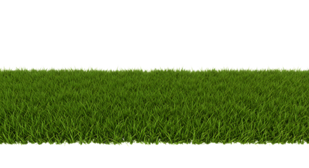 Green grass isolated on a white background