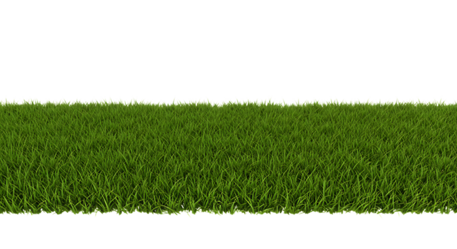 Green grass isolated on a white background