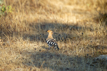 A striking hoopoe stands on dry grass, showcasing its elegant crest, curved beak, and bold black-and-white wing patterns.