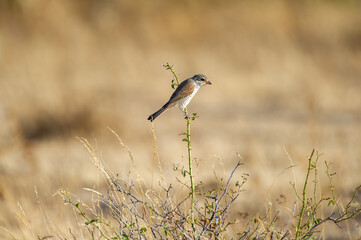 red-backed shrike perches on a branch against a soft beige backdrop.