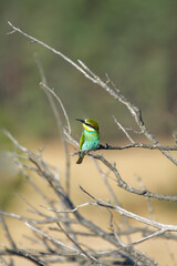 A vividly colored European Bee-eater perches on a branch, sharply contrasted against a soft, blurred background.