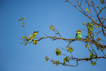 Two vividly colored bee-eater birds perch gracefully on sparse tree branches against a clear blue sky.