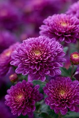 Purple chrysanthemums bloom in the garden. Bright, vivid colors. Autumn background.