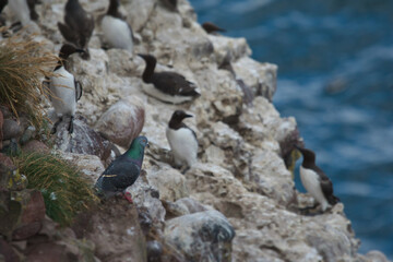 pigeon mixing in with guillemots on the sandy cliffs at fowlsheugh