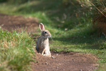a small cute wild bunny sitting in the middle of a path