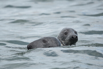 Fototapeta premium a pair of grey seals swimming in the sea looking worried