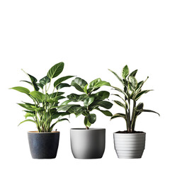 Obraz premium Assorted Indoor Plants in White and Grey Pots