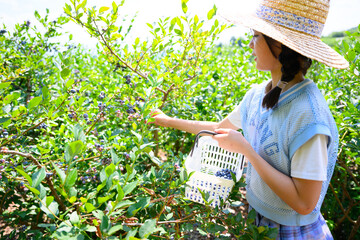 農園でブルーベリー狩りを楽しむ麦わら帽子の女の子