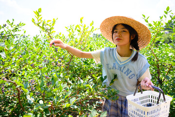 農園でブルーベリー狩りを楽しむ麦わら帽子の女の子