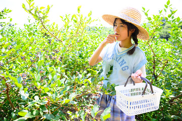 農園でブルーベリー狩りを楽しむ麦わら帽子の女の子