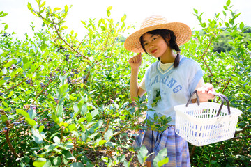 農園でブルーベリー狩りを楽しむ麦わら帽子の女の子
