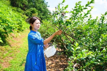 農園でブルーベリーを摘み取るミドル女性