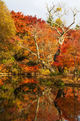 Obraz premium 日本の風景・秋 長野県軽井沢町 紅葉の雲場池