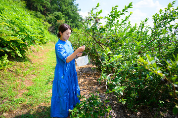農園でブルーベリーを摘み取るミドル女性