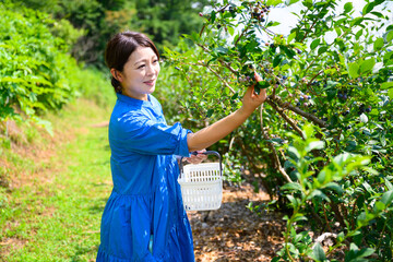 農園でブルーベリーを摘み取るミドル女性