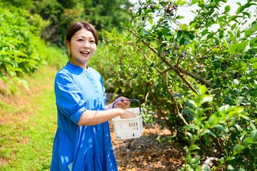 農園でブルーベリーを摘み取るミドル女性