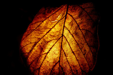 A detailed and dramatic close-up macro shot of a faded, dried leaf with intricate veins and a unique texture, backlit to emphasize its golden-brown and red hues against a dark background.