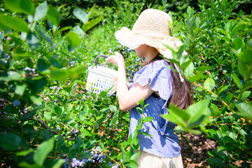 農園でブルーベリー狩りを楽しむ麦わら帽子の女の子