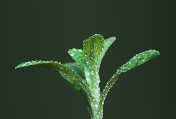 A Detailed Macro Close-up of a Small, Vibrant Green Plant or Young Sprout with its Delicate Leaves Covered in Fresh, Sparkling Water Droplets or Dew, Beautifully Set Against a Muted Green