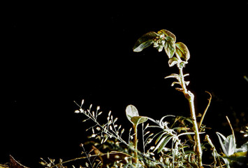 A Detailed Close-up of a Small, Delicate Plant with its Leaves and Stem Expertly Illuminated Against a Pure Black Studio Background, an Image that Powerfully Represents the Concepts of New Life