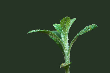 A Detailed Macro Close-up of a Small, Vibrant Green Plant or Young Sprout with its Delicate Leaves...