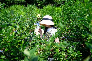 農園でブルーベリー狩りを楽しむ麦わら帽子の女の子