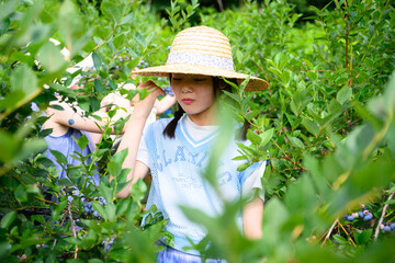 農園でブルーベリー狩りを楽しむ麦わら帽子の女の子