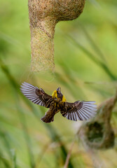 Moment of bird 