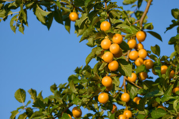 Yellow Prunus cerasifera berries hanging on a tree branch in natural sunlight