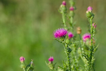 Close-up of a Carduus thistle flower blooming in a sunny field, showcasing vibrant purple petals