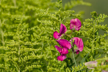 Close-up of a sweet pea (Lathyrus odoratus) blossom blooming in the field, showcasing delicate pink...