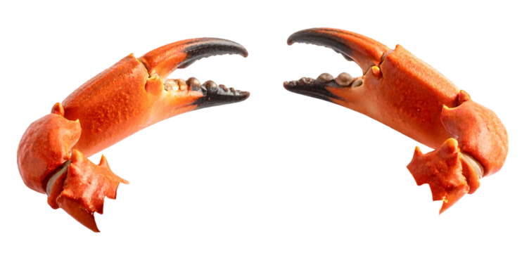 a pair of red crab claws isolated on white background