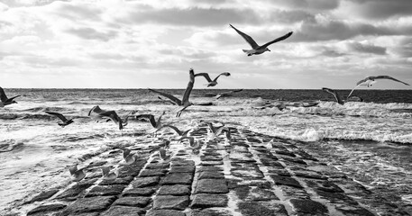 Herring gulls (Larus argentatus) take off from breakwater on the beach of the popular holiday island Norderney in Wadden Sea National Park. Fascinating marine wildlife. Black and white panorama.