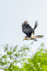 Moment of bird 