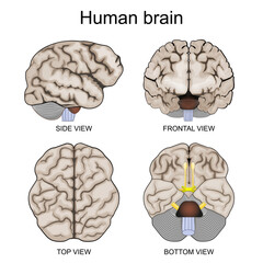 Human brain anatomy. Top, Bottom, Side, and Frontal view. Detailed vector poster