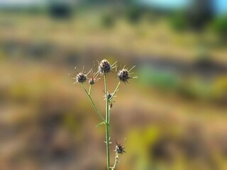 a species of thistle plant