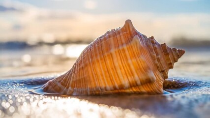Seashell sunrise ocean beach - Powered by Adobe