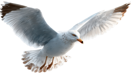 Seagull in flight, wings spread, white feathers, ocean bird soaring