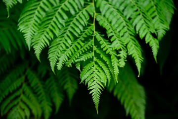 Nature scenic of Closeup Single Fresh Green Fern leaf with the dark background.  Tropical leaf background. Fern leaf pattern