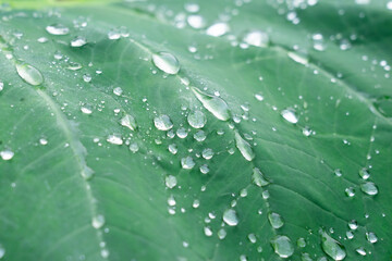 Morning dew drops on fresh green leaf. Fresh rain drops on green leaf. Peaceful tranquil ecology Beauty in nature.