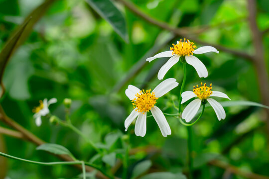 Close-up of the Spanish needle white flowers or white bidens pilosa flowers. Copy space.