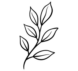 Delicate black and white botanical line drawing of a leafy branch leaves line art