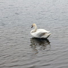 Graceful white swan gliding alone on calm water surface under overcast sky