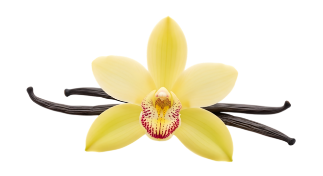Vanilla flower and beans isolated on transparent background