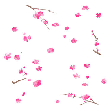 水彩で描いた梅の花のイラストセット