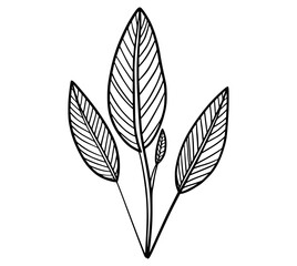 Delicate botanical illustration of three elongated leaves plant nature