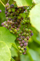 grapes are ripening in the green garden