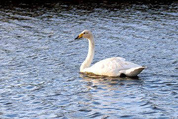 Whooper or Common Swan on an Inland Lake on a Summer Morning
